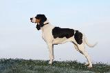 CHIEN COURANT SUISSE BERNOIS - Berner Laufhund